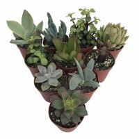 Succulent Terrarium & Fairy Garden Plants - 10 Different Plants in 2" Pots   